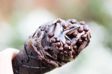 Işık arka plan üzerinde siyah Waffle koniler ile çift çikolatalı dondurma