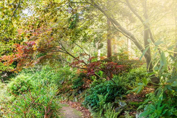 Podzimní Krajina Barevné Podzimní Stromy Krásné Listy Anglický Park Velká — Stock fotografie