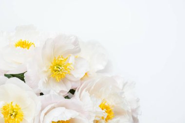 Işık arka plan üzerinde beyaz Çin peonies güzel buket. Kart kavramı, metin, kopya alanı için yer.