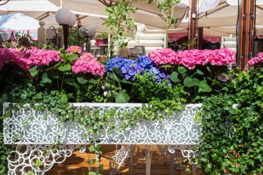 Ortanca çiçek dantel Metal tencerede güneşli yaz gününde