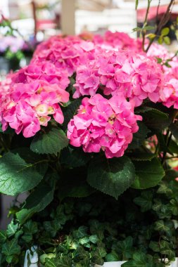 Ortanca çiçek dantel Metal tencerede güneşli yaz gününde