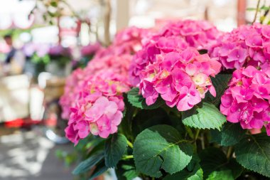 Ortanca çiçek dantel Metal tencerede güneşli yaz gününde