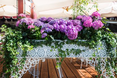 Ortanca çiçek dantel Metal tencerede güneşli yaz gününde