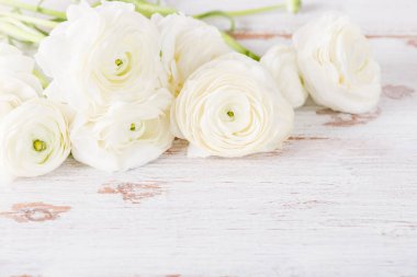 Grup beyaz Düğünçiçeği Buttercup çiçekler, bahar ya da anneler günü kavramı, metin için yer yakın çekim 