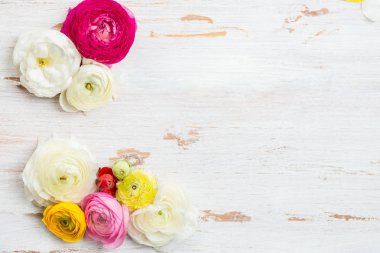 Düğünçiçeği Buttercup çiçekler farklı renkler, çiçekler, Bahar başkanları çerçevesinden ya da anneler günü kavramı, metin, alan görünümü top