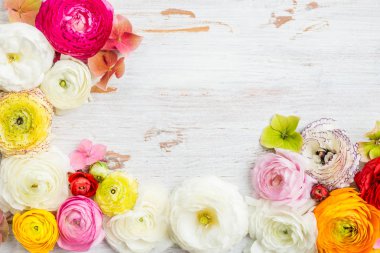 Düğünçiçeği Buttercup çiçekler farklı renkler, çiçekler, Bahar başkanları çerçevesinden ya da anneler günü kavramı, metin, alan görünümü top