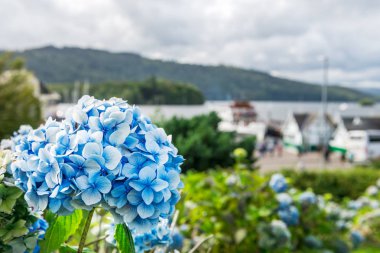 Bir küçük turistik tatil beldesi Windermere Lake District, İngiltere'de kıyısında arka plan bulanık bitkilerle ortanca