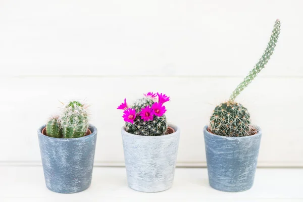 Tiny Cacti Pots Light Background Some Them Bloom — Stock Photo, Image