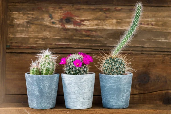 Küçük kaktüsler tencere üzerinde koyu ahşap arka plan biraz-in onları açıyor 