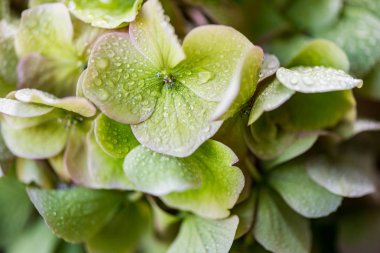 Güneşli yaz gününde bahçede yeşil ortanca çiçek