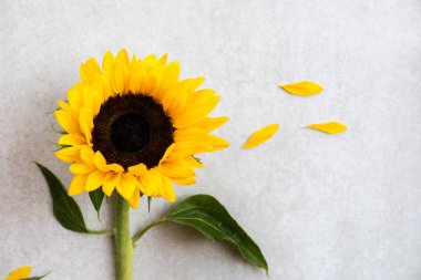 Gri Arkaplan Üzerinde Sarı Ayçiçeği Çiçeği, Sonbahar Konsepti, Üst Görünüm, Metin İçin Yer