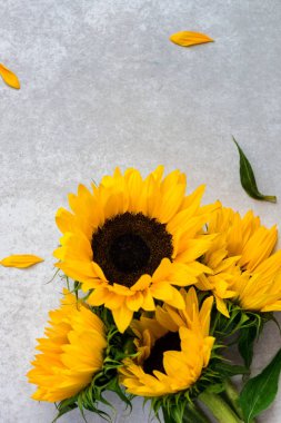 Gri Arkaplan Üzerinde Sarı Ayçiçeği Çiçeği, Sonbahar Konsepti, Üst Görünüm, Metin İçin Yer