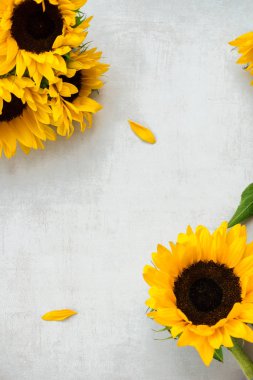 Gri Arkaplan Üzerinde Sarı Ayçiçeği Çiçeği, Sonbahar Konsepti, Üst Görünüm, Metin İçin Yer