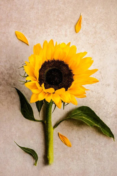 Yellow Sunflower Bouquet on Grey Background, Autumn Concept, Top View, Space for Text, Toned Image