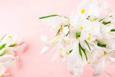 Güzel beyaz Iris çiçek pembe arka plan üzerinde en iyi görünüm, kopya alanı