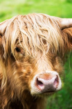 Kıllı yayla inek, İskoç sembolü, İskoçya İngiltere