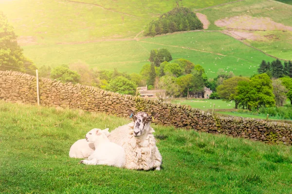 Ismarlayarak Edale Peak District Milli Parkı Derbyshire Ngiltere Yakınındaki Tepelerde — Stok fotoğraf