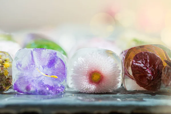 Замороженные Весенние Цветы Кубиках Льда Тёмном Фоне — стоковое фото