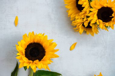 Gri Arkaplan Üzerinde Sarı Ayçiçeği Çiçeği, Sonbahar Konsepti, Üst Görünüm, Metin İçin Yer