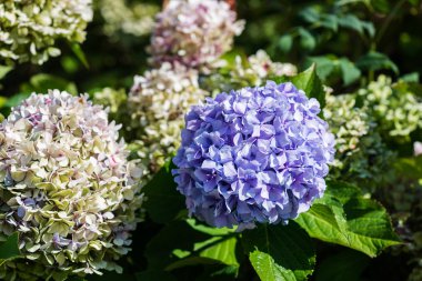 Yeşil ve mavi ortanca çiçek yaz bahçesinde yakın görüntü kadar