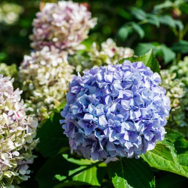 Yeşil ve mavi ortanca çiçek yaz bahçesinde yakın görüntü kadar