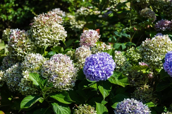 Yeşil ve mavi ortanca çiçek yaz bahçesinde yakın görüntü kadar
