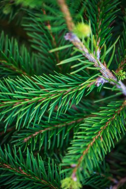 Arka plan resmini doğal köknar ağacı çorbaları, Noel duvar kağıdı kavramı.