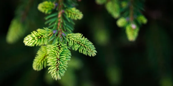 Hintergrundbild Von Natürlichen Tannenbaum Brunches Weihnachten Tapete Konzept — Stockfoto