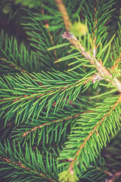Hintergrundbild Von Natürlichen Tannenbaum Brunches Weihnachten Tapete Konzept — Stockfoto