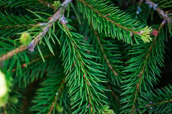 Hintergrundbild Von Natürlichen Tannenbaum Brunches Weihnachten Tapete Konzept — Stockfoto