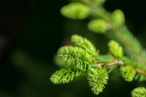 Hintergrundbild Von Natürlichen Tannenbaum Brunches Weihnachten Tapete Konzept — Stockfoto
