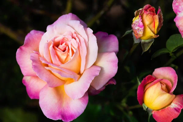 Doğal yeşil zemin üzerine güzel pembe bahçe gül, 