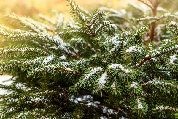 Achtergrondafbeelding Van Natuurlijke Fir Tree Brunches Bedekt Met Sneeuw Kerstmis — Stockfoto