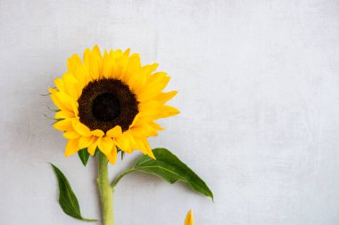 Gri Arkaplan Üzerinde Sarı Ayçiçeği Çiçeği, Sonbahar Konsepti, Üst Görünüm, Metin İçin Yer