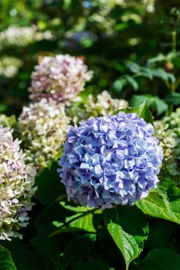 Yeşil ve mavi ortanca çiçek yaz bahçesinde yakın görüntü kadar