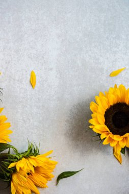 Gri arka plan, sonbahar kavramı üzerinde sarı ayçiçeği buket