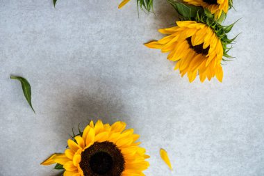 Gri arka plan, sonbahar kavramı üzerinde sarı ayçiçeği buket