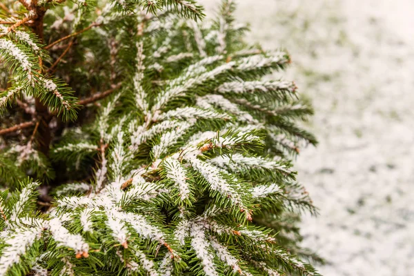 自然冷杉树早午餐覆盖着雪, 圣诞概念 — 图库照片