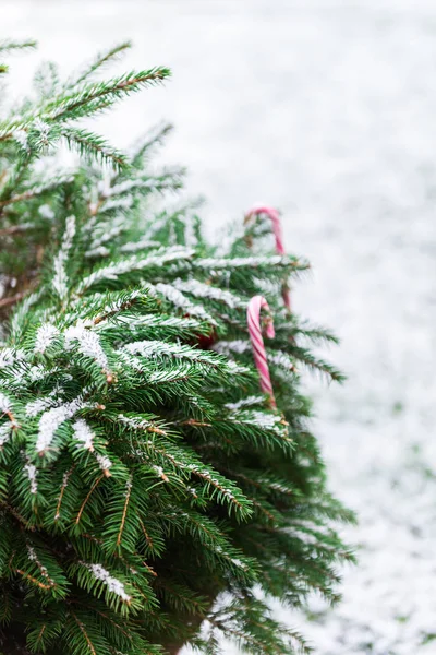 Brunches de abeto naturais cobertos de neve, conceito de Natal — Fotografia de Stock