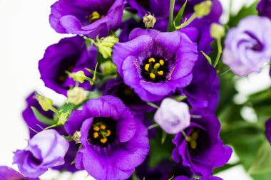 Güzel mor Eustoma buket çiçekler, Lisianthus, açık renkli
