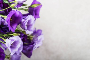 Güzel mor Eustoma buket çiçekler, Lisianthus, açık renkli