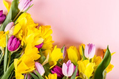 Güzel demet lale ve pembe Backg üzerinde sarı nergis
