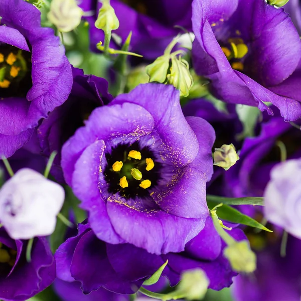 Piękny bukiet Eustoma purpurowe kwiaty, Lisianthus — Zdjęcie stockowe