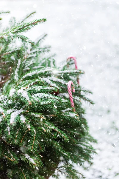 Hintergrundbild Der Natürlichen Tanne Brunches Mit Schnee Bedeckt Weihnachten Tapete — Stockfoto