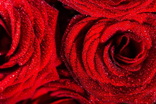 Buquê Perfeito Rosas Vermelhas Amor Romance Conceito — Fotografia de Stock