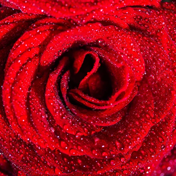 Buquê Perfeito Rosas Vermelhas Amor Romance Conceito — Fotografia de Stock