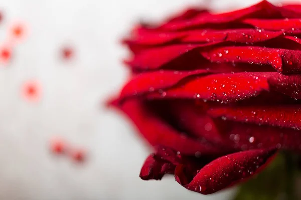 Buquê Perfeito Rosas Vermelhas Amor Romance Conceito — Fotografia de Stock