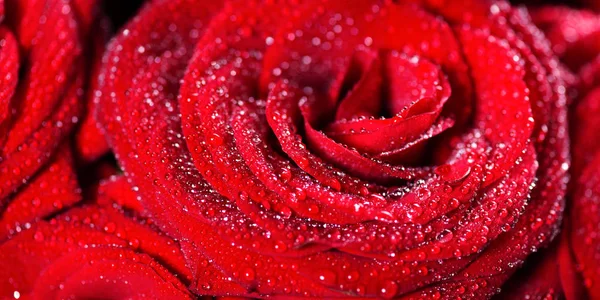 Bouquet Perfetto Rose Rosse Amore Concetto Romanticismo — Foto Stock