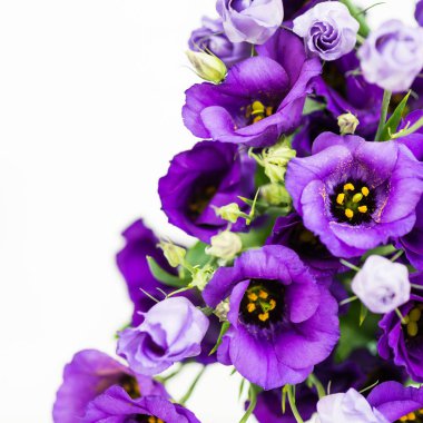 Güzel mor Eustoma buket çiçekler, Lisianthus, açık renkli