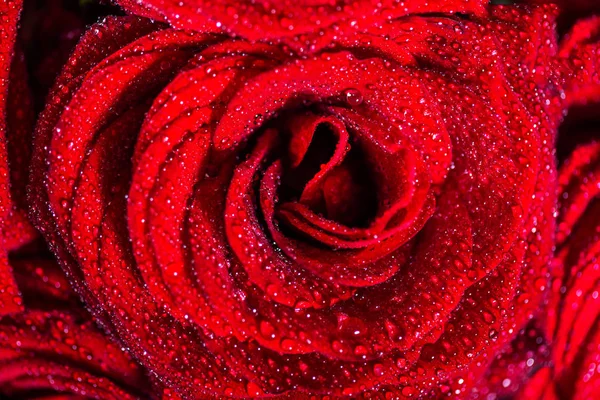 Beau bouquet de roses rouges, concept amour et romance — Photo